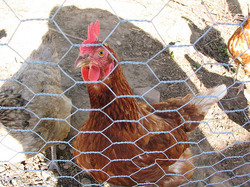 Secret Herb Garden, Edinburgh