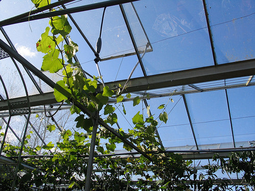 Secret Herb Garden, Edinburgh