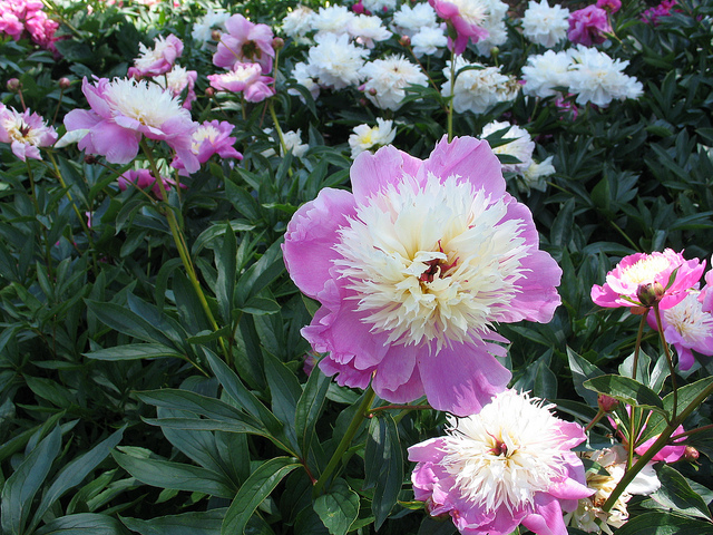 Peonies!