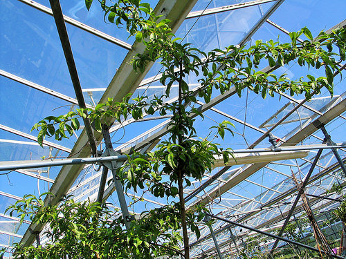 Secret Herb Garden, Old Pentland