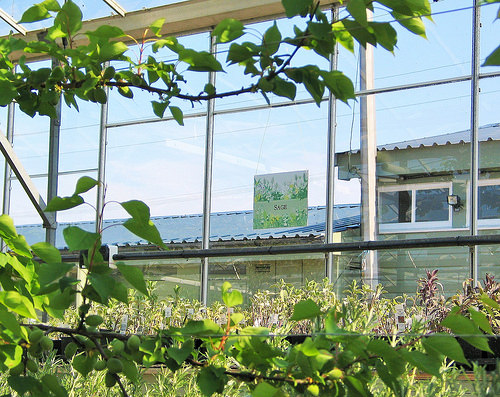 Secret Herb Garden, Old Pentland